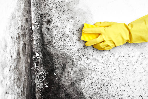 Best Black Mold Removal  in Mount Union, PA